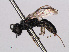  ( - RMNH.INS.547329)  @11 [ ] CreativeCommons - Attribution Non-Commercial Share-Alike (2013) Unspecified Naturalis Biodiversity Center