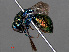  (Hedychrum rutilans - RMNH.INS.547336)  @15 [ ] CreativeCommons - Attribution Non-Commercial Share-Alike (2013) Unspecified Naturalis Biodiversity Center