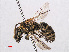  ( - RMNH.INS.547337)  @11 [ ] CreativeCommons - Attribution Non-Commercial Share-Alike (2013) Unspecified Naturalis Biodiversity Center