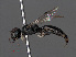  (Crossocerus podagricus - RMNH.INS.547350)  @14 [ ] CreativeCommons - Attribution Non-Commercial Share-Alike (2013) Unspecified Naturalis Biodiversity Center