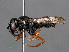  ( - RMNH.INS.547356)  @13 [ ] CreativeCommons - Attribution Non-Commercial Share-Alike (2013) Unspecified Naturalis Biodiversity Center