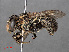  ( - RMNH.INS.547377)  @13 [ ] CreativeCommons - Attribution Non-Commercial Share-Alike (2013) Unspecified Naturalis Biodiversity Center