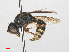  ( - RMNH.INS.547393)  @13 [ ] CreativeCommons - Attribution Non-Commercial Share-Alike (2013) Unspecified Naturalis Biodiversity Center
