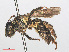  ( - RMNH.INS.547396)  @11 [ ] CreativeCommons - Attribution Non-Commercial Share-Alike (2013) Unspecified Naturalis Biodiversity Center