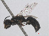  ( - RMNH.INS.547401)  @11 [ ] CreativeCommons - Attribution Non-Commercial Share-Alike (2013) Unspecified Naturalis Biodiversity Center