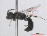  ( - RMNH.INS.547402)  @11 [ ] CreativeCommons - Attribution Non-Commercial Share-Alike (2013) Unspecified Naturalis Biodiversity Center