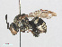  ( - RMNH.INS.547407)  @14 [ ] CreativeCommons - Attribution Non-Commercial Share-Alike (2013) Unspecified Naturalis Biodiversity Center