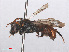  ( - RMNH.INS.547420)  @13 [ ] CreativeCommons - Attribution Non-Commercial Share-Alike (2013) Unspecified Naturalis Biodiversity Center