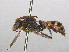  ( - RMNH.INS.547428)  @13 [ ] CreativeCommons - Attribution Non-Commercial Share-Alike (2013) Unspecified Naturalis Biodiversity Center