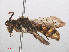  ( - RMNH.INS.547429)  @14 [ ] CreativeCommons - Attribution Non-Commercial Share-Alike (2013) Unspecified Naturalis Biodiversity Center