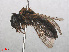  ( - RMNH.INS.547438)  @11 [ ] CreativeCommons - Attribution Non-Commercial Share-Alike (2013) Unspecified Naturalis Biodiversity Center