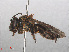  ( - RMNH.INS.547439)  @11 [ ] CreativeCommons - Attribution Non-Commercial Share-Alike (2013) Unspecified Naturalis Biodiversity Center