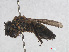  ( - RMNH.INS.547440)  @11 [ ] CreativeCommons - Attribution Non-Commercial Share-Alike (2013) Unspecified Naturalis Biodiversity Center