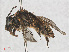  ( - RMNH.INS.547450)  @13 [ ] CreativeCommons - Attribution Non-Commercial Share-Alike (2013) Unspecified Naturalis Biodiversity Center