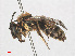  ( - RMNH.INS.547451)  @13 [ ] CreativeCommons - Attribution Non-Commercial Share-Alike (2013) Unspecified Naturalis Biodiversity Center