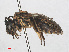 ( - RMNH.INS.547452)  @13 [ ] CreativeCommons - Attribution Non-Commercial Share-Alike (2013) Unspecified Naturalis Biodiversity Center