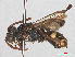  ( - RMNH.INS.547462)  @13 [ ] CreativeCommons - Attribution Non-Commercial Share-Alike (2013) Unspecified Naturalis Biodiversity Center