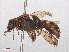  ( - RMNH.INS.547464)  @13 [ ] CreativeCommons - Attribution Non-Commercial Share-Alike (2013) Unspecified Naturalis Biodiversity Center
