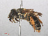  ( - RMNH.INS.547467)  @14 [ ] CreativeCommons - Attribution Non-Commercial Share-Alike (2013) Unspecified Naturalis Biodiversity Center
