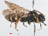  ( - RMNH.INS.547475)  @13 [ ] CreativeCommons - Attribution Non-Commercial Share-Alike (2013) Unspecified Naturalis Biodiversity Center
