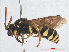  ( - RMNH.INS.547476)  @13 [ ] CreativeCommons - Attribution Non-Commercial Share-Alike (2013) Unspecified Naturalis Biodiversity Center