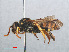  ( - RMNH.INS.547477)  @13 [ ] CreativeCommons - Attribution Non-Commercial Share-Alike (2013) Unspecified Naturalis Biodiversity Center