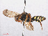  ( - RMNH.INS.547478)  @13 [ ] CreativeCommons - Attribution Non-Commercial Share-Alike (2013) Unspecified Naturalis Biodiversity Center