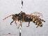  ( - RMNH.INS.547483)  @13 [ ] CreativeCommons - Attribution Non-Commercial Share-Alike (2013) Unspecified Naturalis Biodiversity Center