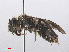  (Andrena proxima - RMNH.INS.547484)  @13 [ ] CreativeCommons - Attribution Non-Commercial Share-Alike (2013) Unspecified Naturalis Biodiversity Center