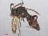  ( - RMNH.INS.547492)  @14 [ ] CreativeCommons - Attribution Non-Commercial Share-Alike (2013) Unspecified Naturalis Biodiversity Center