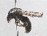  ( - RMNH.INS.547514)  @14 [ ] CreativeCommons - Attribution Non-Commercial Share-Alike (2013) Unspecified Naturalis Biodiversity Center
