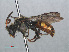  (Nomada ferruginata - RMNH.INS.547526)  @14 [ ] CreativeCommons - Attribution Non-Commercial Share-Alike (2013) Unspecified Naturalis Biodiversity Center