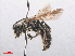  ( - RMNH.INS.547551)  @14 [ ] CreativeCommons - Attribution Non-Commercial Share-Alike (2013) Unspecified Naturalis Biodiversity Center