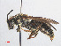  ( - RMNH.INS.552934)  @14 [ ] CreativeCommons - Attribution Non-Commercial Share-Alike (2013) Unspecified Naturalis Biodiversity Center