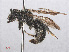  ( - RMNH.INS.552957)  @11 [ ] CreativeCommons - Attribution Non-Commercial Share-Alike (2013) Unspecified Naturalis Biodiversity Center