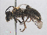  ( - RMNH.INS.552962)  @13 [ ] CreativeCommons - Attribution Non-Commercial Share-Alike (2013) Unspecified Naturalis Biodiversity Center