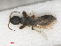  ( - RMNH.INS.552965)  @13 [ ] CreativeCommons - Attribution Non-Commercial Share-Alike (2013) Unspecified Naturalis Biodiversity Center