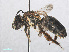  ( - RMNH.INS.552968)  @13 [ ] CreativeCommons - Attribution Non-Commercial Share-Alike (2013) Unspecified Naturalis Biodiversity Center