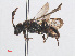  (Nomada distinguenda - RMNH.INS.552971)  @14 [ ] CreativeCommons - Attribution Non-Commercial Share-Alike (2013) Unspecified Naturalis Biodiversity Center