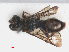  ( - RMNH.INS.552972)  @12 [ ] CreativeCommons - Attribution Non-Commercial Share-Alike (2013) Unspecified Naturalis Biodiversity Center
