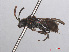  ( - RMNH.INS.552973)  @13 [ ] CreativeCommons - Attribution Non-Commercial Share-Alike (2013) Unspecified Naturalis Biodiversity Center