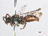 ( - RMNH.INS.552974)  @14 [ ] CreativeCommons - Attribution Non-Commercial Share-Alike (2013) Unspecified Naturalis Biodiversity Center