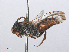  ( - RMNH.INS.552975)  @13 [ ] CreativeCommons - Attribution Non-Commercial Share-Alike (2013) Unspecified Naturalis Biodiversity Center