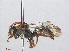  ( - RMNH.INS.552977)  @13 [ ] CreativeCommons - Attribution Non-Commercial Share-Alike (2013) Unspecified Naturalis Biodiversity Center