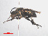  ( - RMNH.INS.552980)  @13 [ ] CreativeCommons - Attribution Non-Commercial Share-Alike (2013) Unspecified Naturalis Biodiversity Center