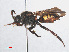  (Nomada leucophthalma - RMNH.INS.552985)  @14 [ ] CreativeCommons - Attribution Non-Commercial Share-Alike (2013) Unspecified Naturalis Biodiversity Center