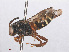  ( - RMNH.INS.553017)  @13 [ ] CreativeCommons - Attribution Non-Commercial Share-Alike (2013) Unspecified Naturalis Biodiversity Center
