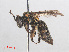  ( - RMNH.INS.553018)  @13 [ ] CreativeCommons - Attribution Non-Commercial Share-Alike (2013) Unspecified Naturalis Biodiversity Center