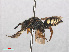  ( - RMNH.INS.553028)  @13 [ ] CreativeCommons - Attribution Non-Commercial Share-Alike (2013) Unspecified Naturalis Biodiversity Center