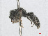  ( - RMNH.INS.553042)  @13 [ ] CreativeCommons - Attribution Non-Commercial Share-Alike (2013) Unspecified Naturalis Biodiversity Center